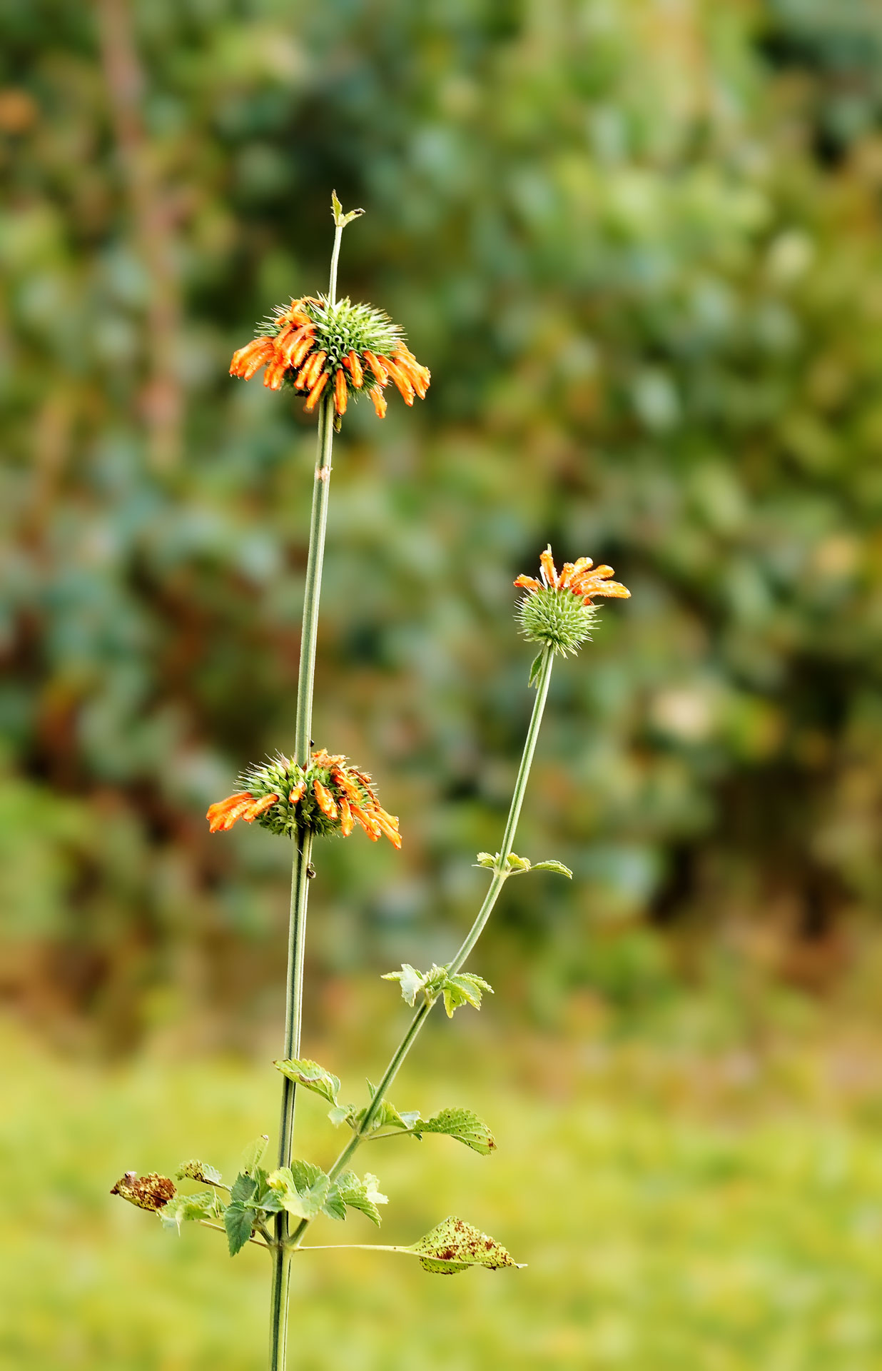 Afrikanisches Löwenohr